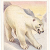 Polar Bear.