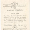 Polar Bear.