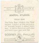 Polar Bear.