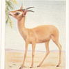 Muscat Gazelle.
