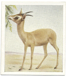 Muscat Gazelle.