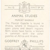 Muscat Gazelle.