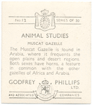 Muscat Gazelle.