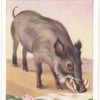 Indian Wild Boar.