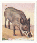 Indian Wild Boar.