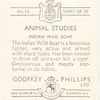 Indian Wild Boar.