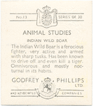 Indian Wild Boar.
