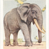 Elephant.
