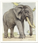 Elephant.