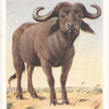 Cape Buffalo.