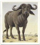 Cape Buffalo.