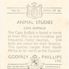 Cape Buffalo.