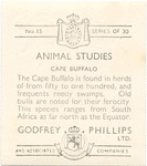 Cape Buffalo.