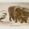 Chicken hearted.