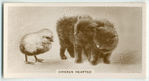 Chicken hearted.