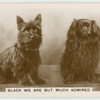 Black we are but much admired.