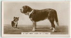 'A cat may look at a king'.