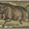African Wild Boar.