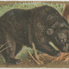 American Black Bear.