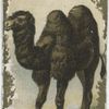 Bactrian Camel.