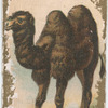 Bactrian Camel.