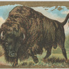Bison.