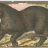 Black Leopard.