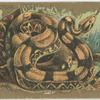 Boa Constrictor.