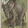 Elephant.