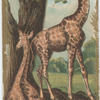 Giraffe.
