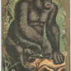 Gorilla, Female.