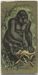 Gorilla, Female.