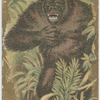Gorilla, Male.
