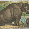 Hippopotamus.