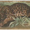 Jaguar.
