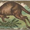 Kangaroo.