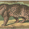 Leopard.