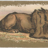 Lion.