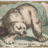 Polar Bear.