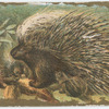 Porcupine.