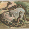 Rattlesnake.