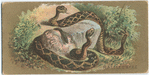 Rattlesnake.