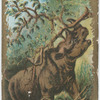 Rhinoceros.