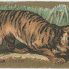 Tiger.