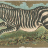 Zebra.