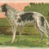 Borzoi.