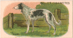 Borzoi.