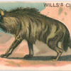 Hyæena.