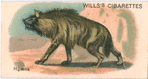 Hyæena.