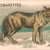 Wolf.